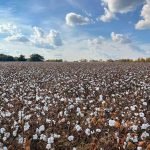 Cotton Showing Steady Trade on Wednesday