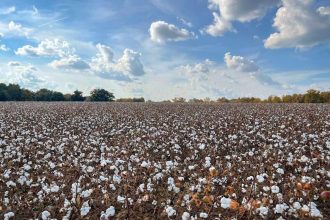 Cotton Showing Steady Trade on Wednesday