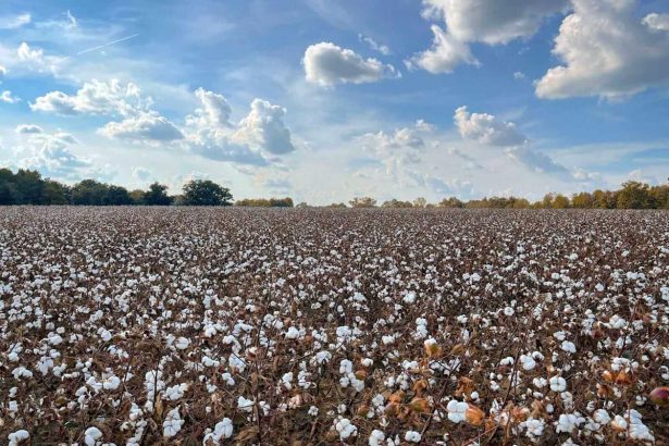 Cotton Showing Steady Trade on Wednesday