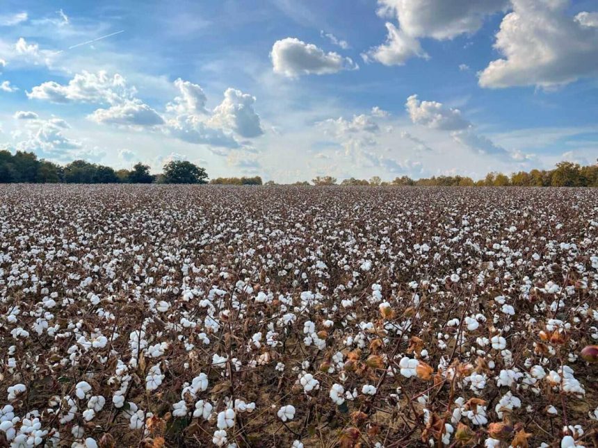 Cotton Showing Steady Trade on Wednesday