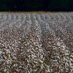 Cotton Slips Lower into the Friday Close