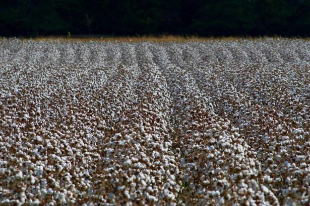 Cotton Slips Lower into the Friday Close
