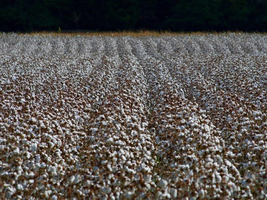 Cotton Slips Lower into the Friday Close