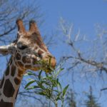 Denver giraffe temporarily moves to Colorado Springs