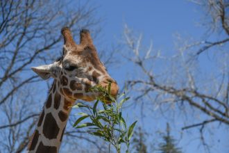 Denver giraffe temporarily moves to Colorado Springs