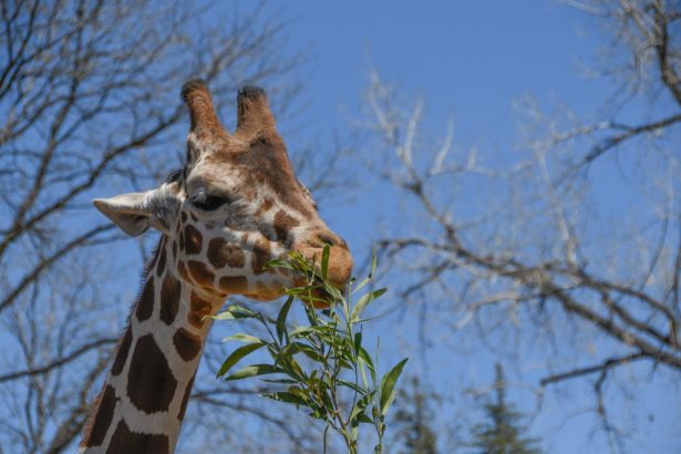 Denver giraffe temporarily moves to Colorado Springs