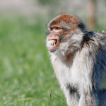 Do Monkeys Make Faces on Purpose?
