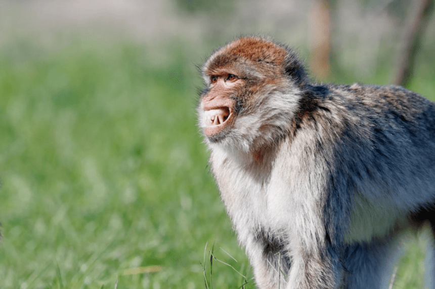 Do Monkeys Make Faces on Purpose?