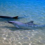 Dolphins with more close friends age more slowly