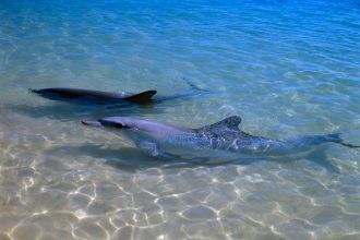 Dolphins with more close friends age more slowly