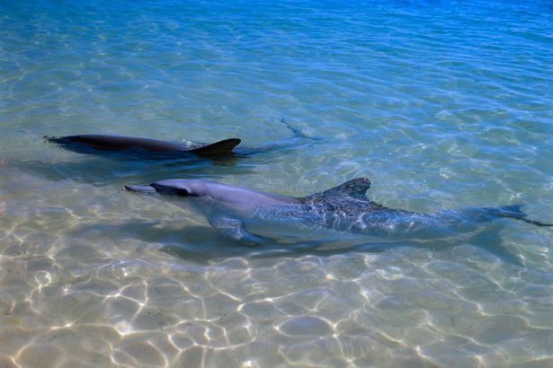 Dolphins with more close friends age more slowly