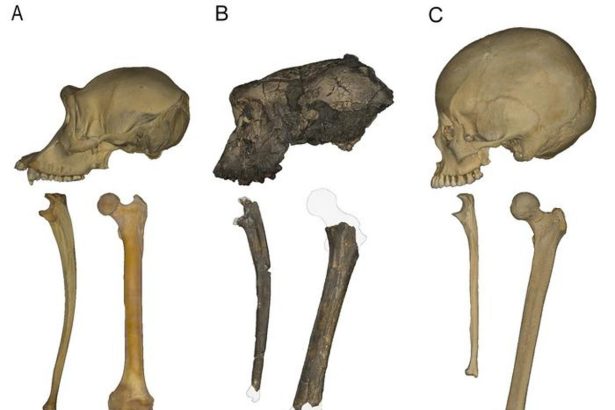 Earliest Human Ancestor May Have Walked on Two Legs