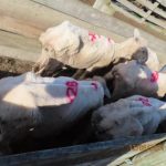 Emotional farmer given life ban for neglecting flock