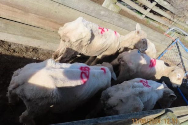 Emotional farmer given life ban for neglecting flock