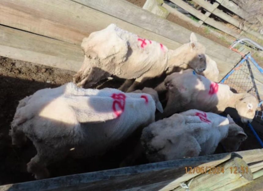 Emotional farmer given life ban for neglecting flock