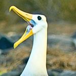 Endangered Galapagos Seabird Makes 3,000-Mile-Detour to California : ScienceAlert