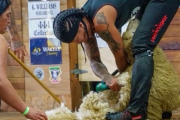 Female shearers shine in South Otago