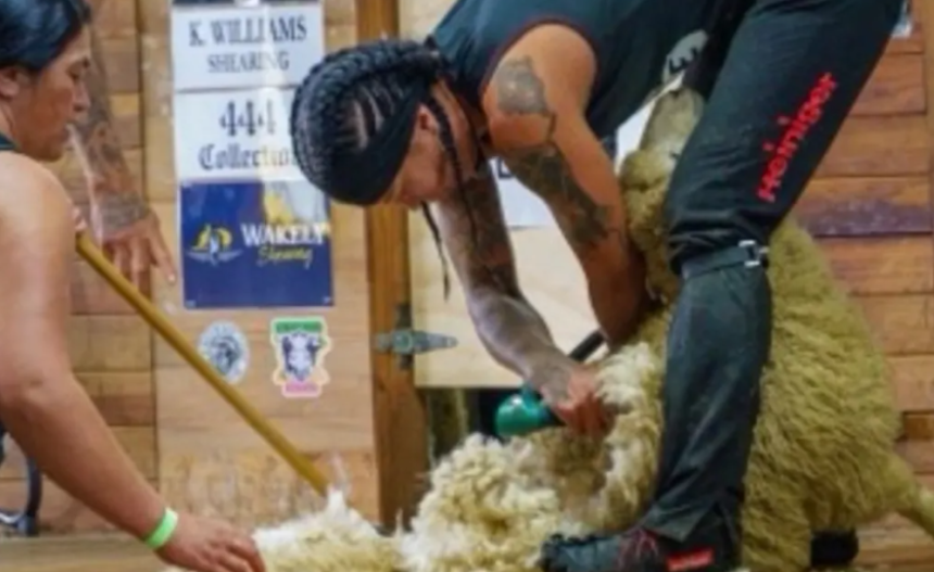 Female shearers shine in South Otago