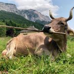 First-ever flexible tool use seen in a cow suggests livestock are smarter than believed