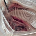 ‘Fish Mouth’ Filter Removes 99% of Microplastics From Laundry Waste : ScienceAlert