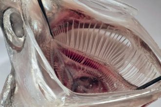 ‘Fish Mouth’ Filter Removes 99% of Microplastics From Laundry Waste : ScienceAlert