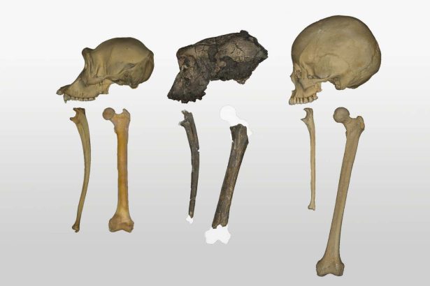 Fossil analysis adds to debate over how earliest known hominin walked
