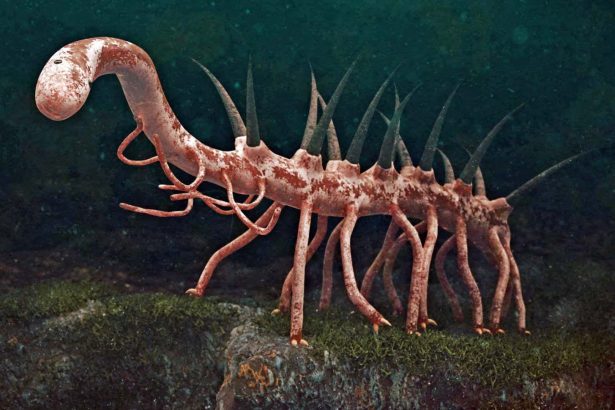 Fossil may solve mystery of what one of the weirdest ever animals ate