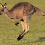 Giant Kangaroo Fossils Reveal a Surprise About How They Moved : ScienceAlert