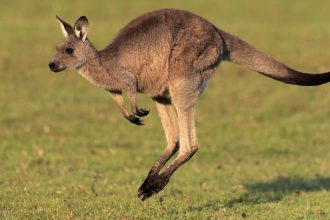 Giant Kangaroo Fossils Reveal a Surprise About How They Moved : ScienceAlert