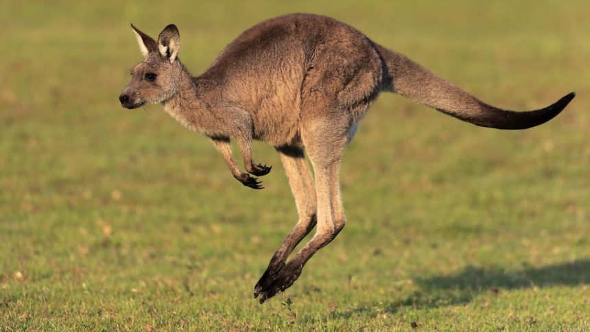 Giant Kangaroo Fossils Reveal a Surprise About How They Moved : ScienceAlert
