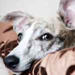 Gifted Dogs Learn New Toy Names by Eavesdropping on Their Humans : ScienceAlert