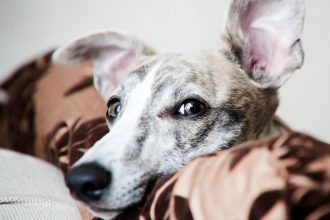 Gifted Dogs Learn New Toy Names by Eavesdropping on Their Humans : ScienceAlert