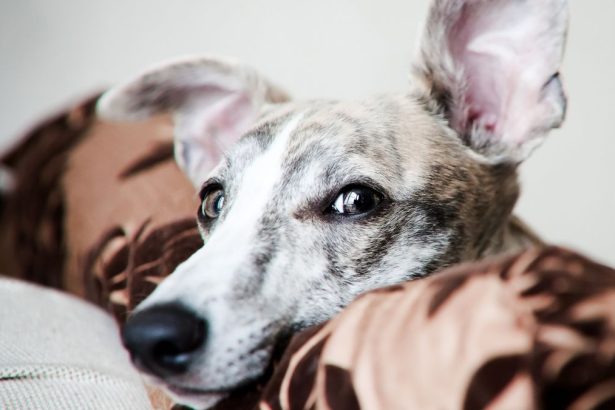 Gifted Dogs Learn New Toy Names by Eavesdropping on Their Humans : ScienceAlert