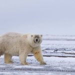 Grolar and pizzly bears: What the family drama of interbreeding polar and grizzly bears reveals