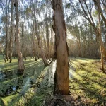 Hidden tree bark microbes munch on important climate gases