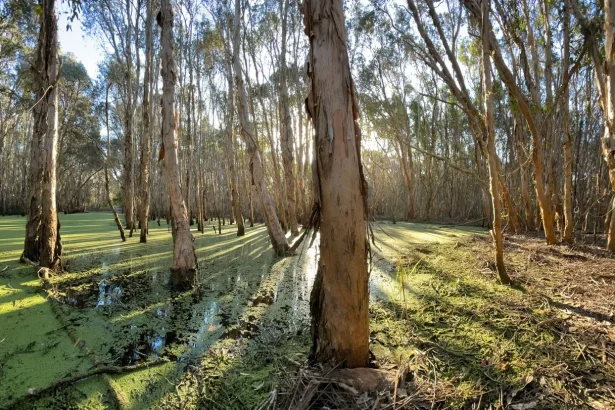 Hidden tree bark microbes munch on important climate gases
