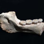 Hominin fossils from Morocco may be close ancestors of modern humans