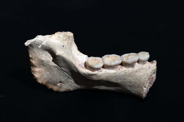 Hominin fossils from Morocco may be close ancestors of modern humans