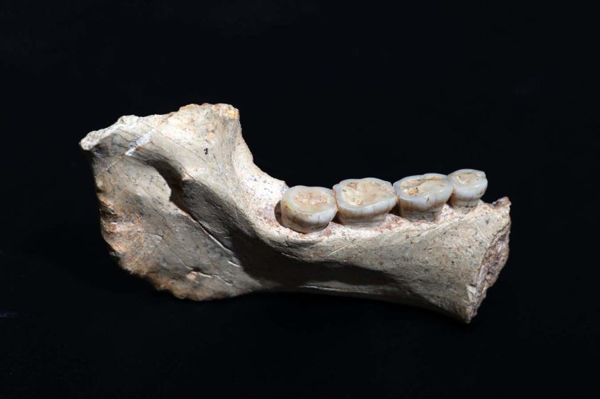 Hominin fossils from Morocco may be close ancestors of modern humans