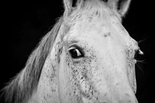 Horses Can Smell Your Fear, Bizarre Sweat Study Finds