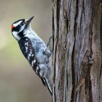 How Woodpeckers Turn Their Entire Bodies into Pecking Machines