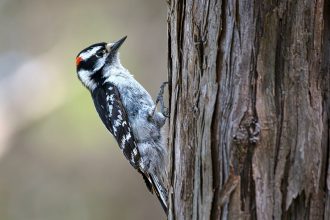 How Woodpeckers Turn Their Entire Bodies into Pecking Machines