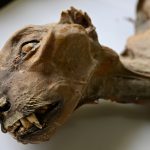 How cheetah mummies could help bring the species back to Arabia