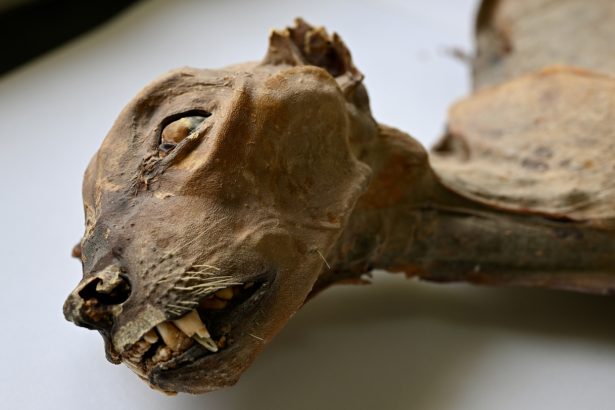 How cheetah mummies could help bring the species back to Arabia