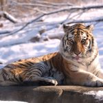 How zoos are preparing animals for this weekend’s massive winter storm