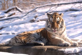 How zoos are preparing animals for this weekend’s massive winter storm