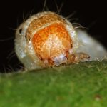 Hybrid megapests evolving in Brazil are threat to crops worldwide