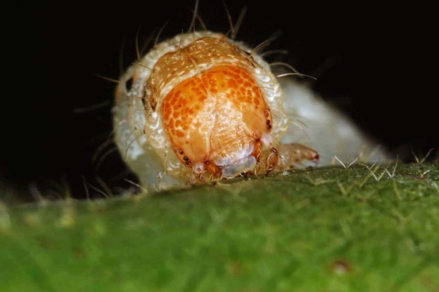 Hybrid megapests evolving in Brazil are threat to crops worldwide