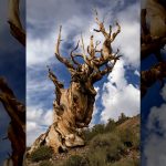 ‘In Botanical Time’ explores the ways Earth’s oldest plants cheat death