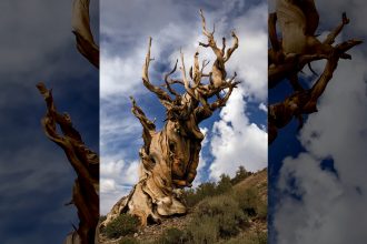 ‘In Botanical Time’ explores the ways Earth’s oldest plants cheat death